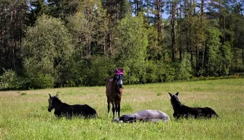 Žvalumo diena Vilkiškėse: nemokama šventė rugpjūčio 29-ąją