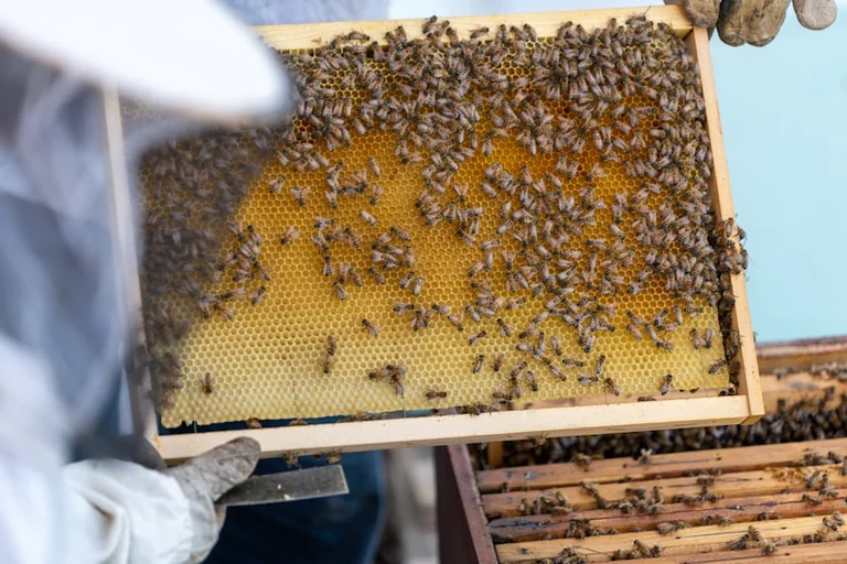 Biržų bitininkams prasidėjo paramos paraiškų mėnuo