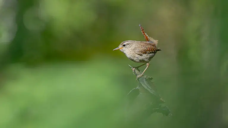 Mažas rudas nykštukas su stačiai užriesta uodega tupi ant nulūžusios sausos medžio šakos.