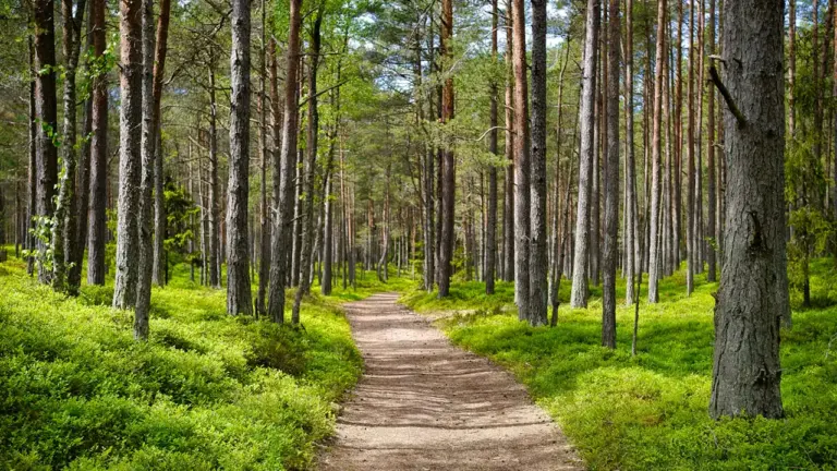 Pakruojo jaunimas kviečiamas į 3 km žygį „Judantis jaunimas“: rugsėjo 19 d. maršrutas Lygumų apylinkėse
